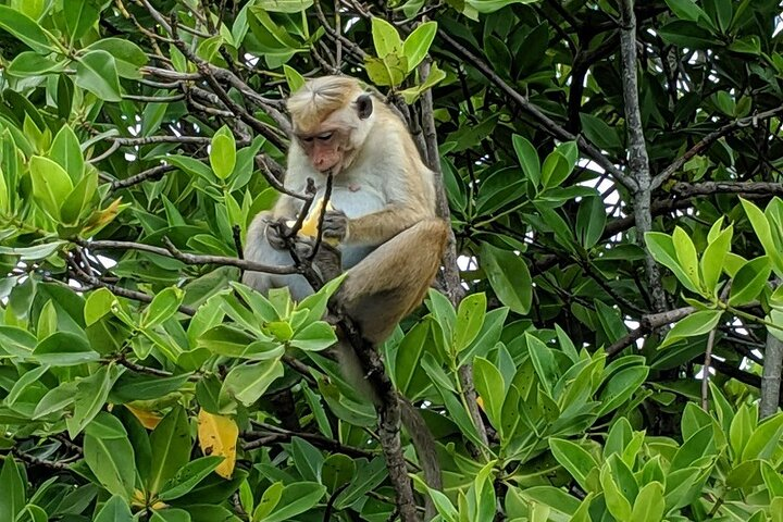 2 Hours Lagoon Tour to Monkey Island  - Photo 1 of 5